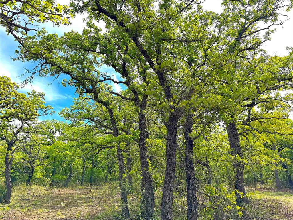 Tbd Turpin Lake Road Poolville, TX 76487 - Photo 14 of 40 a view of forest