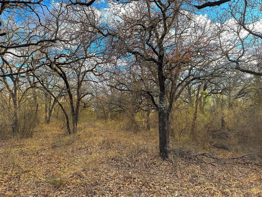 Tbd Turpin Lake Road Poolville, TX 76487 - Photo 17 of 35 a view of a yard with a tree