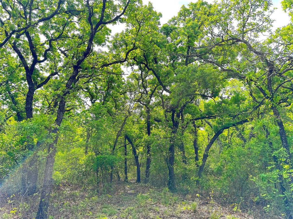 Tbd Turpin Lake Road Poolville, TX 76487 - Photo 17 of 40 a view of a forest