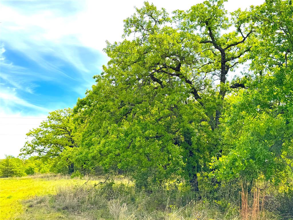 Tbd Turpin Lake Road Poolville, TX 76487 - Photo 22 of 40 a view of a yard with a tree