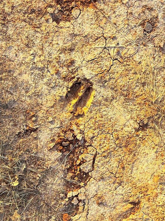 Tbd Turpin Lake Road Poolville, TX 76487 - Photo 25 of 35 a view of a yard