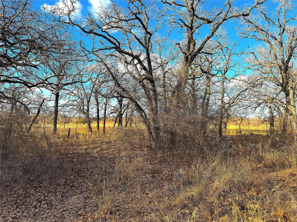 Tbd Turpin Lake Road Poolville, TX 76487 - Photo 34 of 35 a view of a yard with a tree