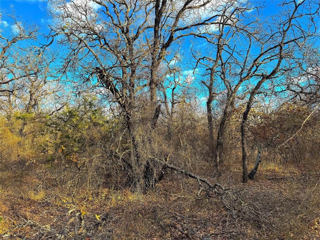 Tbd Turpin Lake Road Poolville, TX 76487 - Photo 35 of 35 a view of a tree