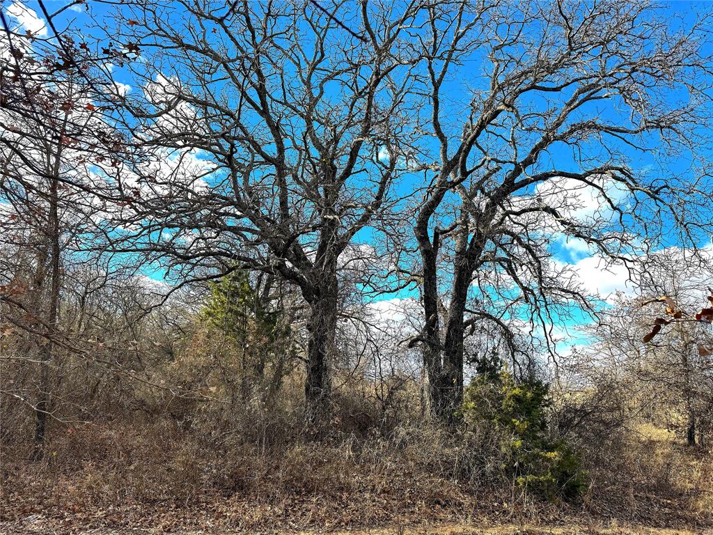 Tbd Turpin Lake Road Poolville, TX 76487 - Photo 7 of 35 a view of tree in the forest