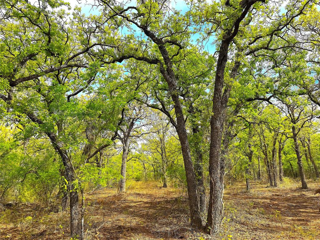 Tbd Turpin Lake Road Poolville, TX 76487 - Photo 10 of 40