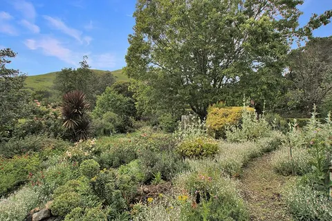 a view of a forest with lots of trees