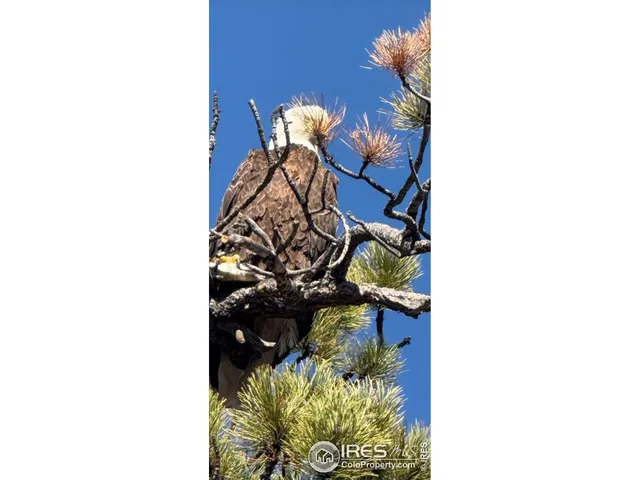 $517,500 | 141 Tami Road, Red Feather Lakes, CO 80545