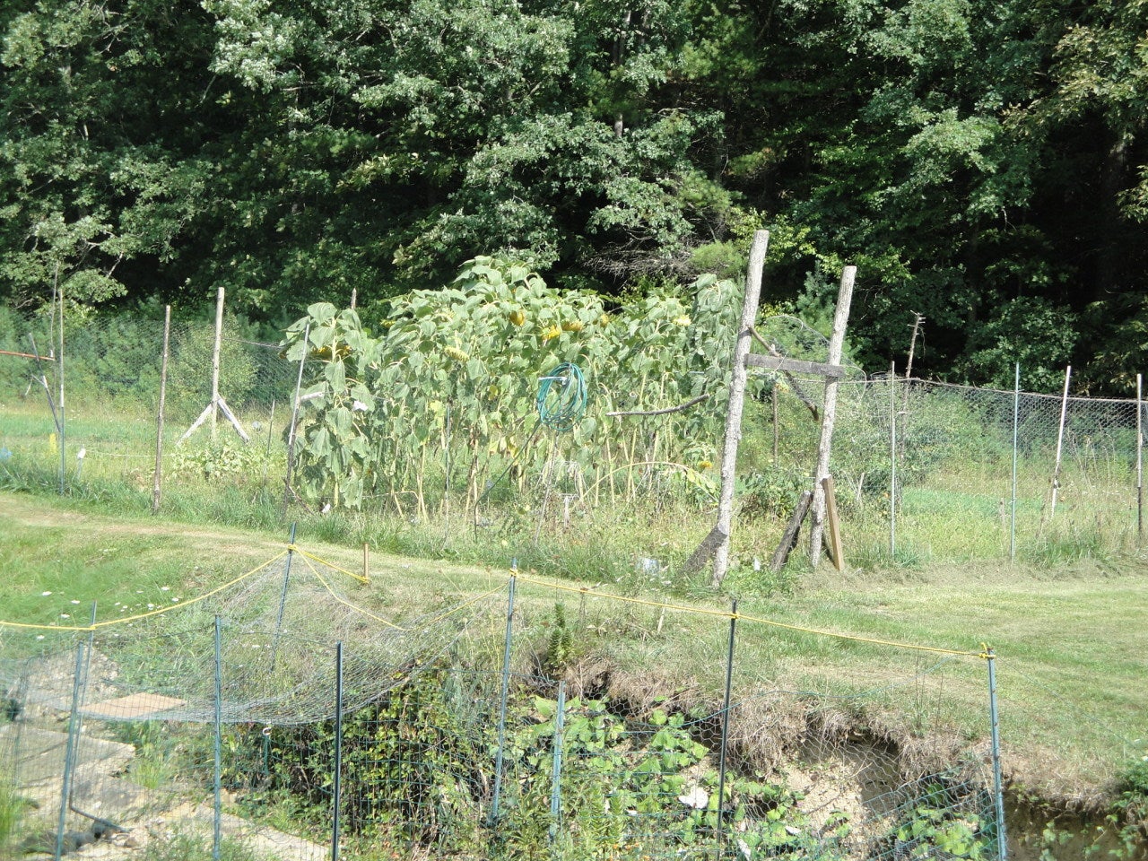 125 Rr 1 Dunmore, WV 24934 - Photo 9 of 41 Garden Area