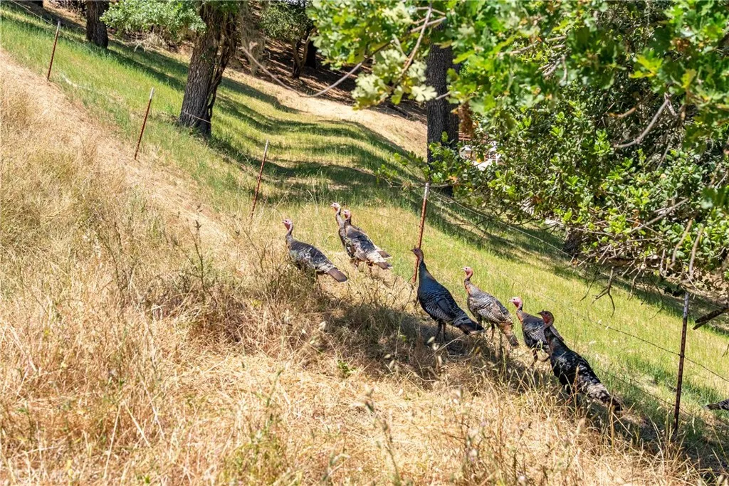 0 Los Gatos Road Atascadero, CA 93422 - Photo 5 of 16 a view of a yard with plants and large trees