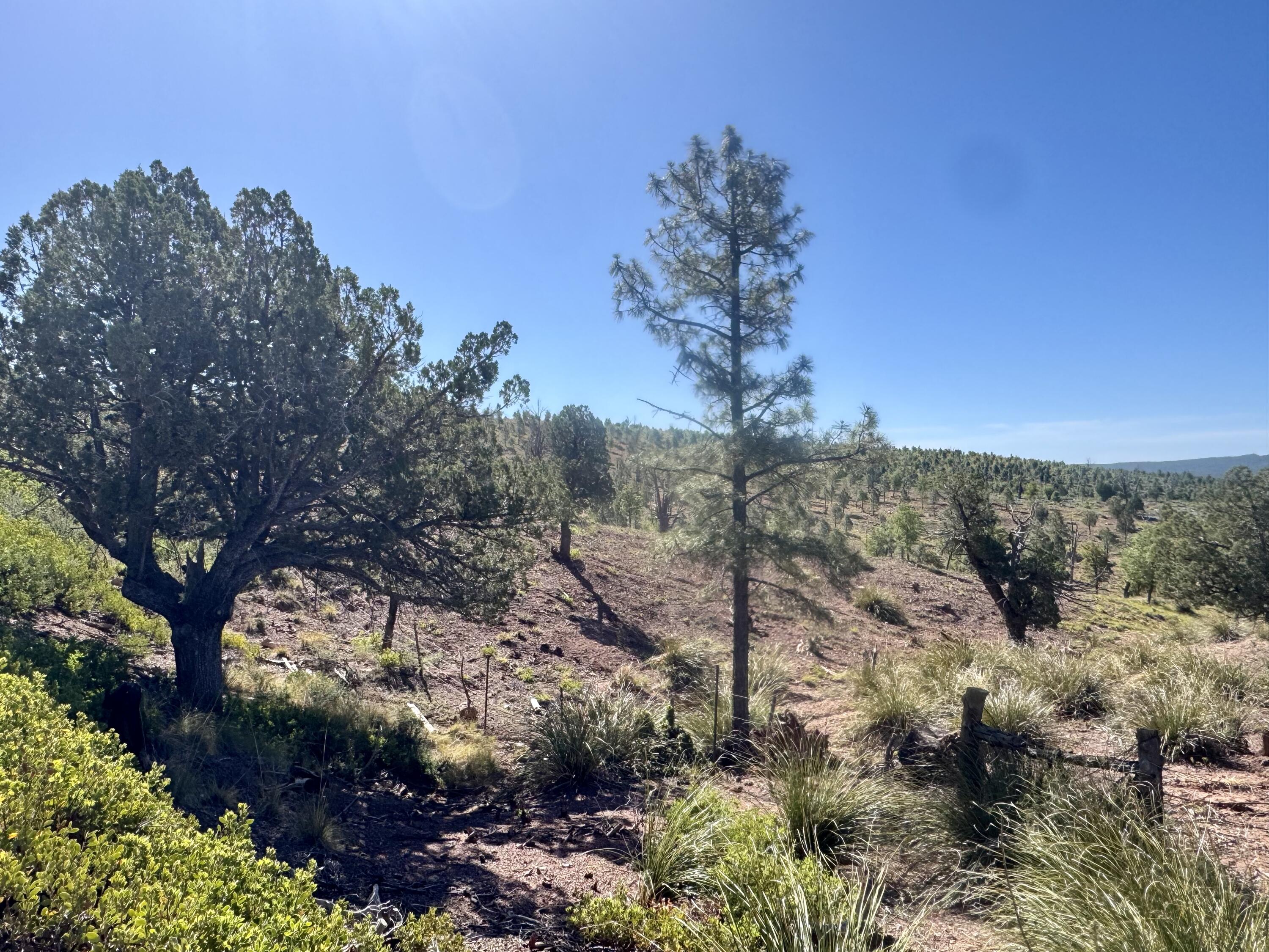 744 Antelope Trail Road Payson, AZ 85541 - Photo 5 of 6 a view of a forest with a tree in the background
