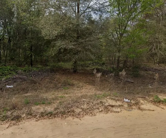 a view of a forest with trees in the background