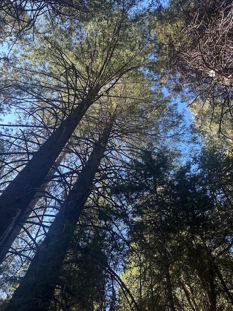 Undisclosed Address Alta, CA 95701 - Photo 11 of 14