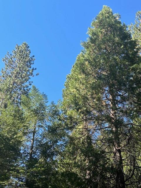 Undisclosed Address Alta, CA 95701 - Photo 12 of 14