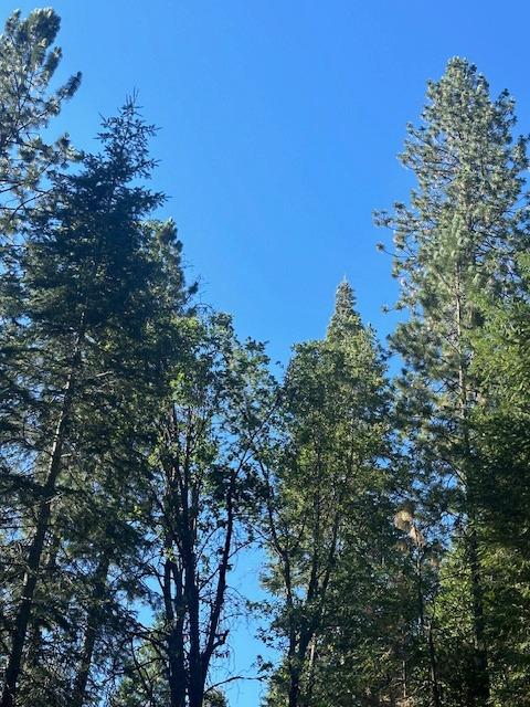 Undisclosed Address Alta, CA 95701 - Photo 13 of 14