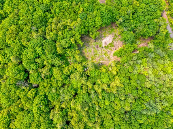a view of a lush green forest with a mountain