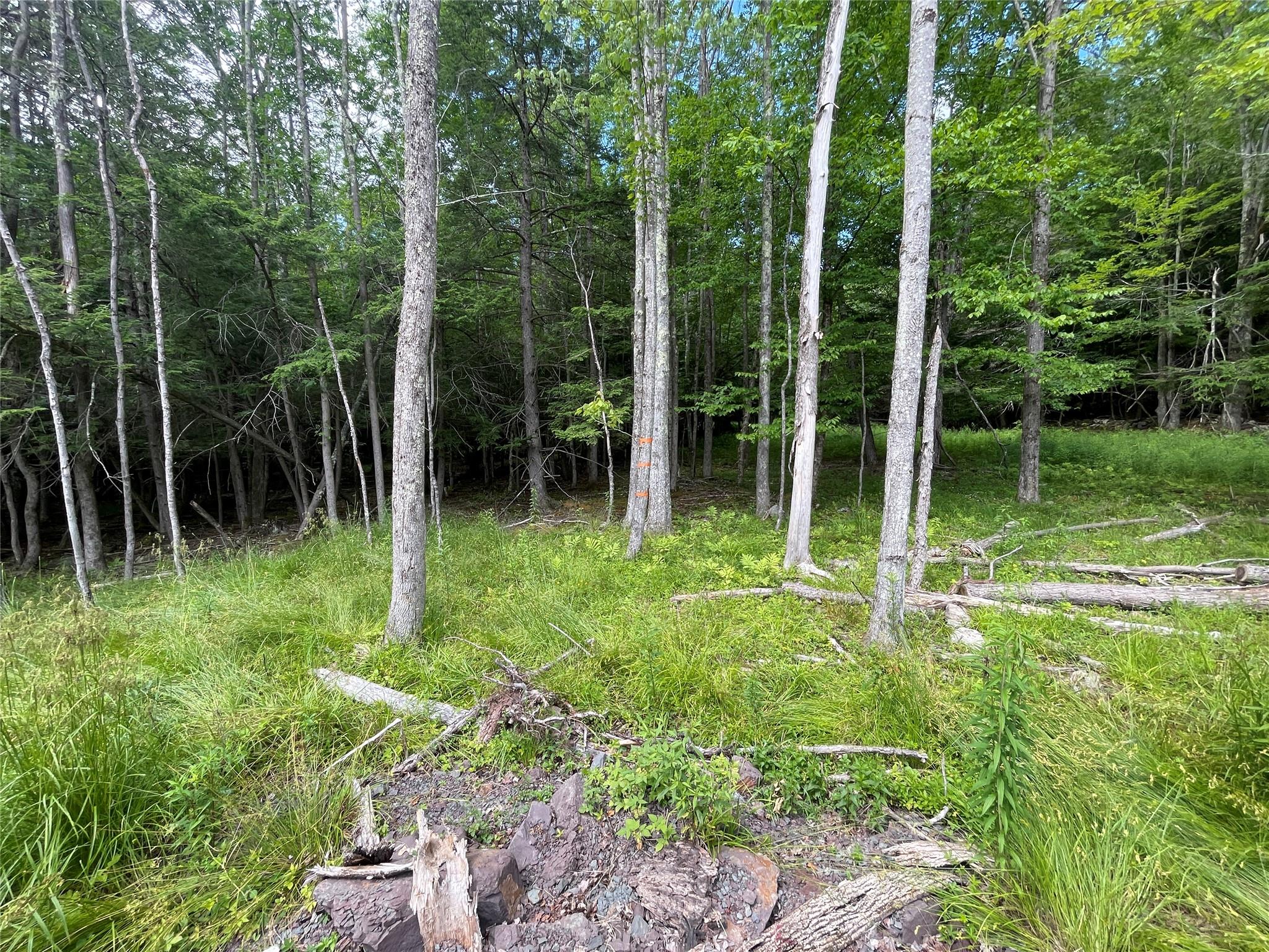 Tbd Boulder Brook Road Windham, NY 12496 - Photo 3 of 40 a view of backyard with green space