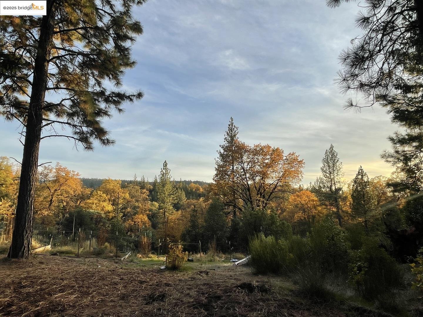 15003 Alleghany Road North San Juan, CA 95960 - Photo 19 of 27 a view of a yard with a tree