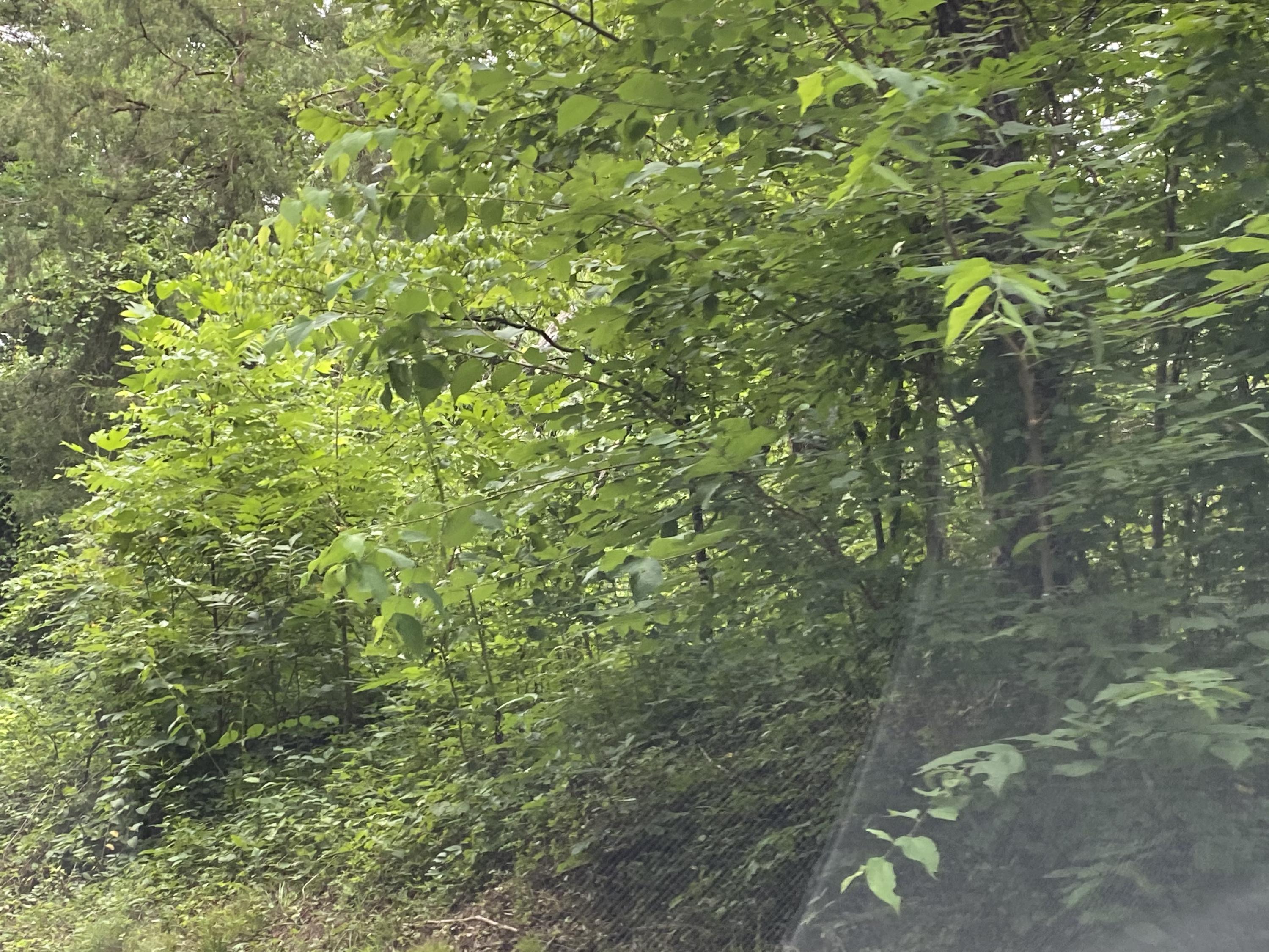 0 Sanders Road, Unit LOT 35 Greeneville, TN 37743 - Photo 2 of 3 IMG_9459