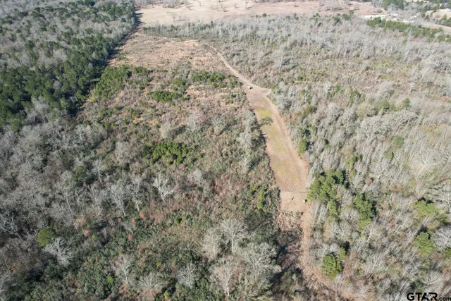 a close up of a plant with fog