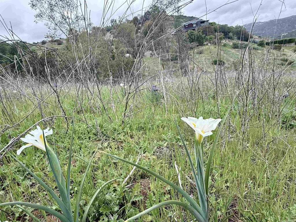 0 Alex Fallbrook, CA 92028 - Photo 21 of 29 Gallery Image 21