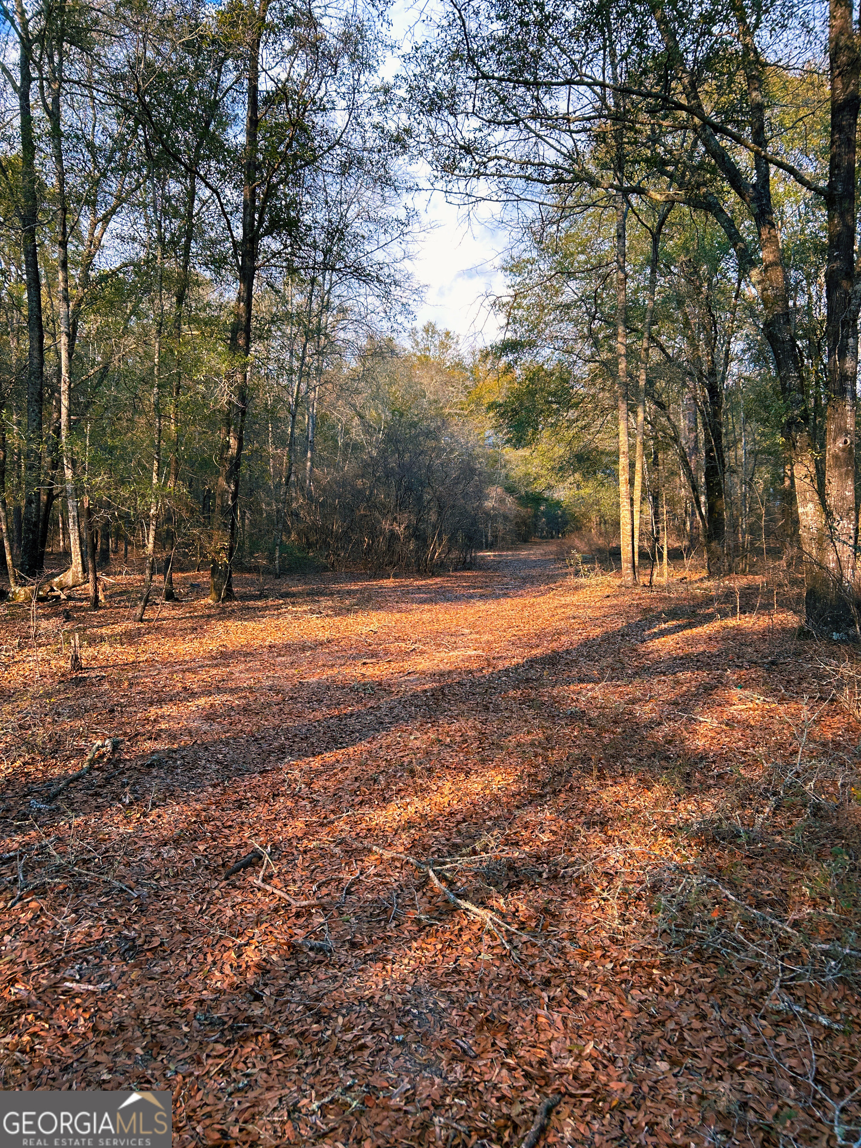 0 Lovely Grove Church Road Eastman, GA 31023 - Photo 3 of 7 a view of outdoor space with trees all around