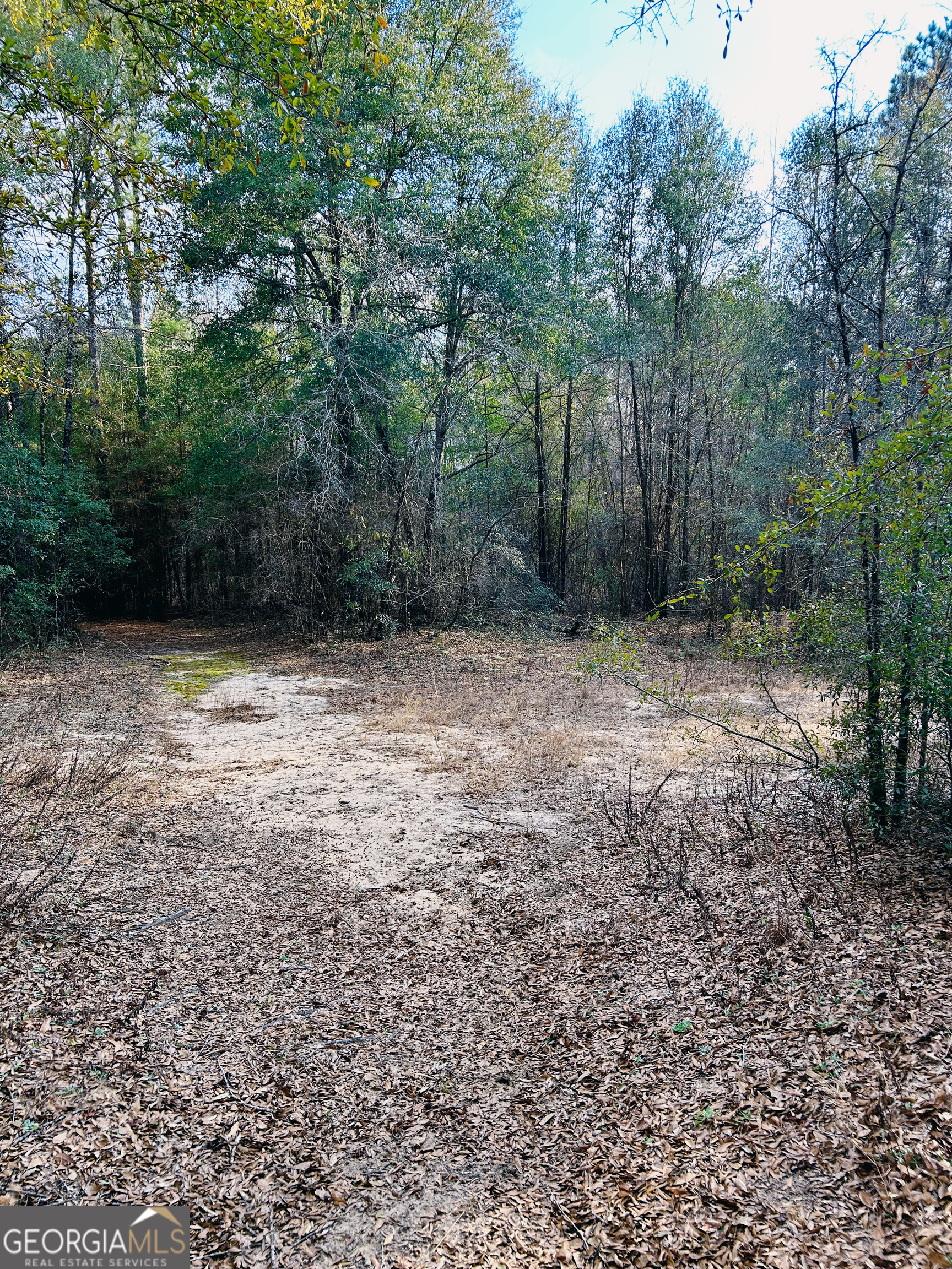 0 Lovely Grove Church Road Eastman, GA 31023 - Photo 4 of 7 a view of a yard with trees