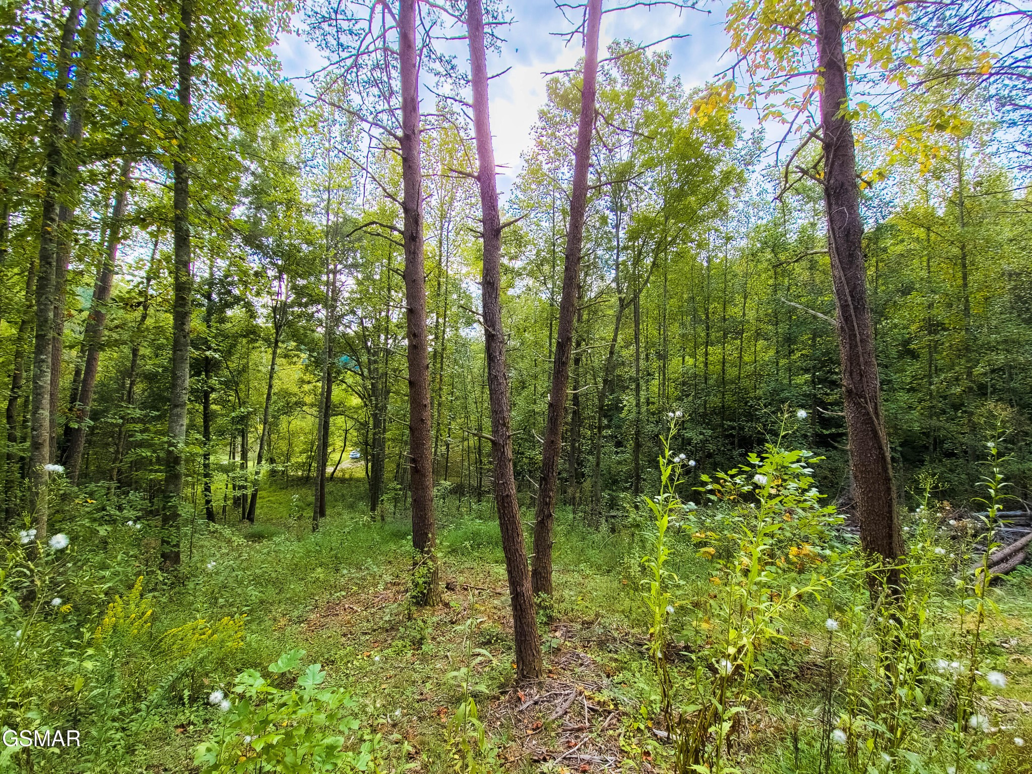 47353739 Jones Cove Road Cosby, TN 37722 - Photo 5 of 12