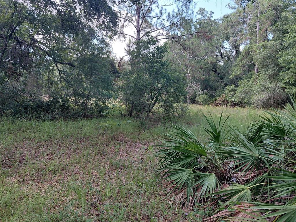 Pinon Drive Webster, FL 33597 - Photo 7 of 19