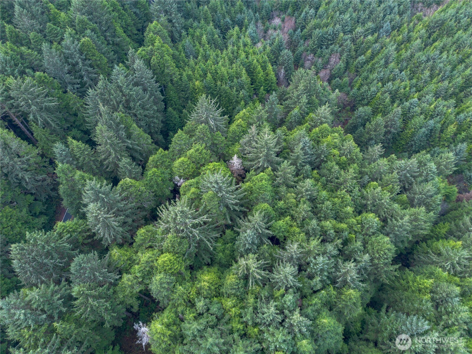 0 Roosevelt Beach Pacific Beach, WA 98571 - Photo 10 of 10 an aerial view of residential house with outdoor space and trees all around
