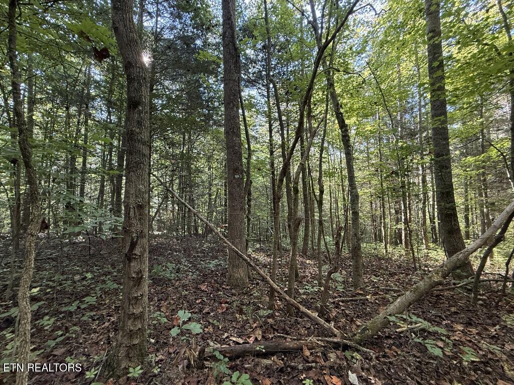 1478 Old Chilhowee Road Seymour, TN 37865 - Photo 36 of 45 B72B6D60-DADE-42EE-BE68-D862D221DF24_1_1