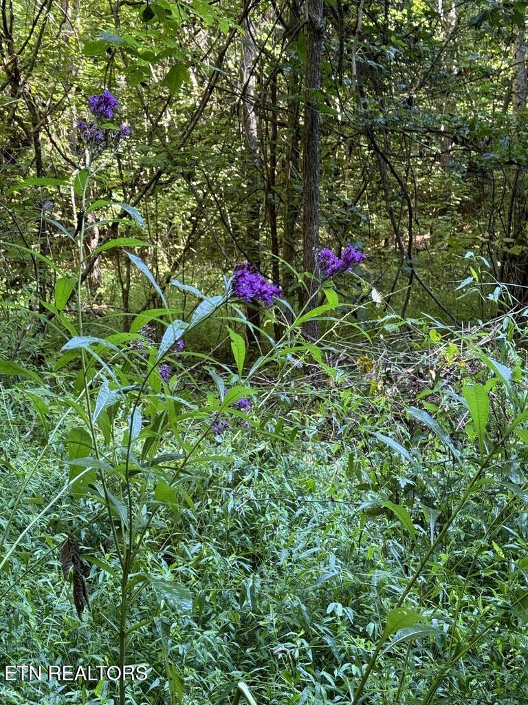 1478 Old Chilhowee Road Seymour, TN 37865 - Photo 38 of 45 B9FCFF3F-CA3A-4B40-A203-02FFAA0DF3CD_1_1