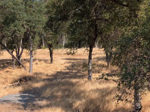 a view of a yard with a tree