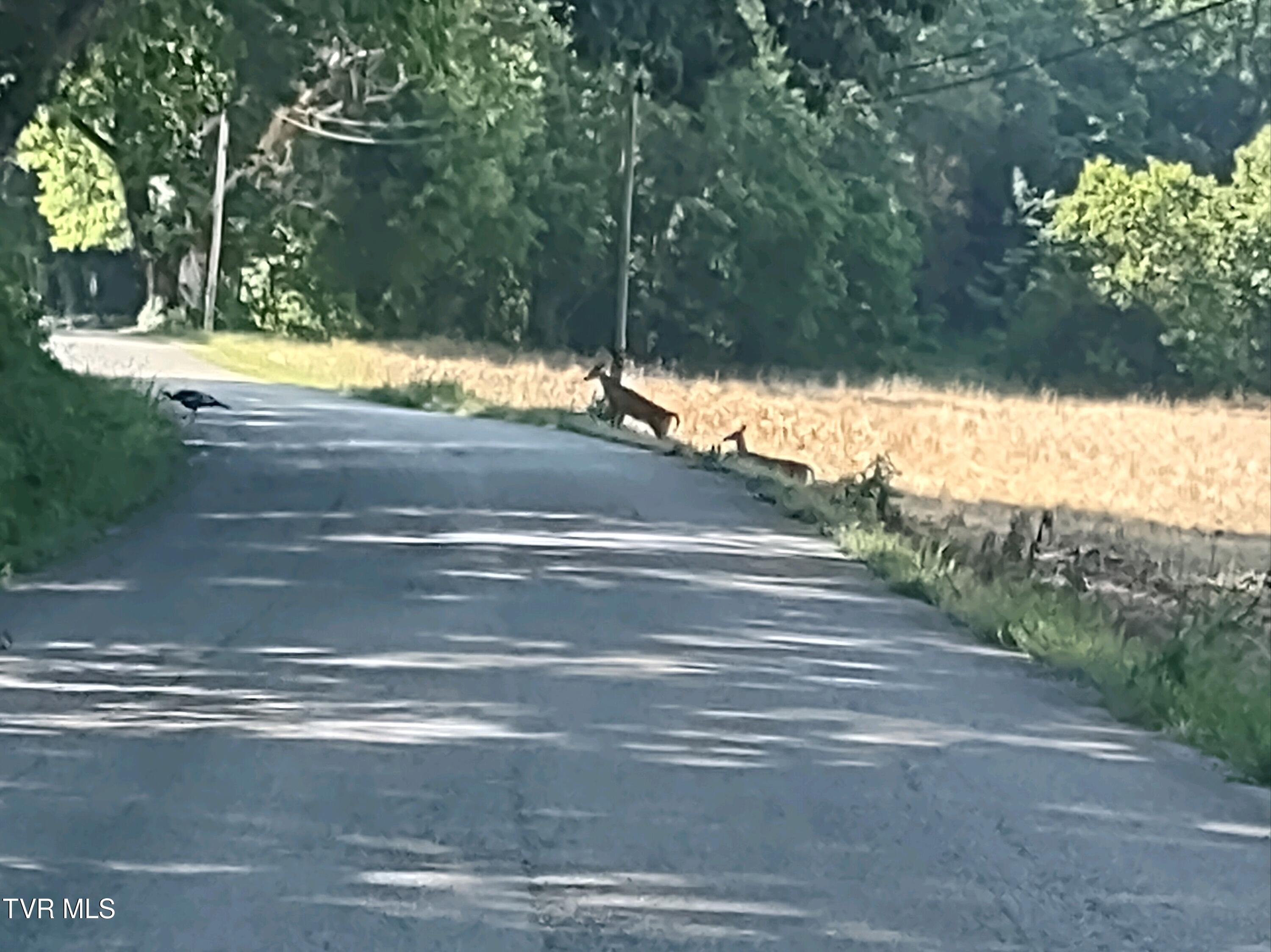 2044 Pigeon Creek Road Greeneville, TN 37743 - Photo 12 of 163 IMG_20230603_100056596
