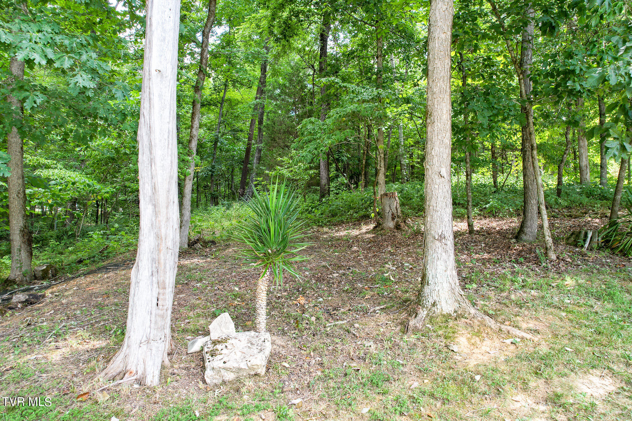 2044 Pigeon Creek Road Greeneville, TN 37743 - Photo 58 of 163 DJI_0962