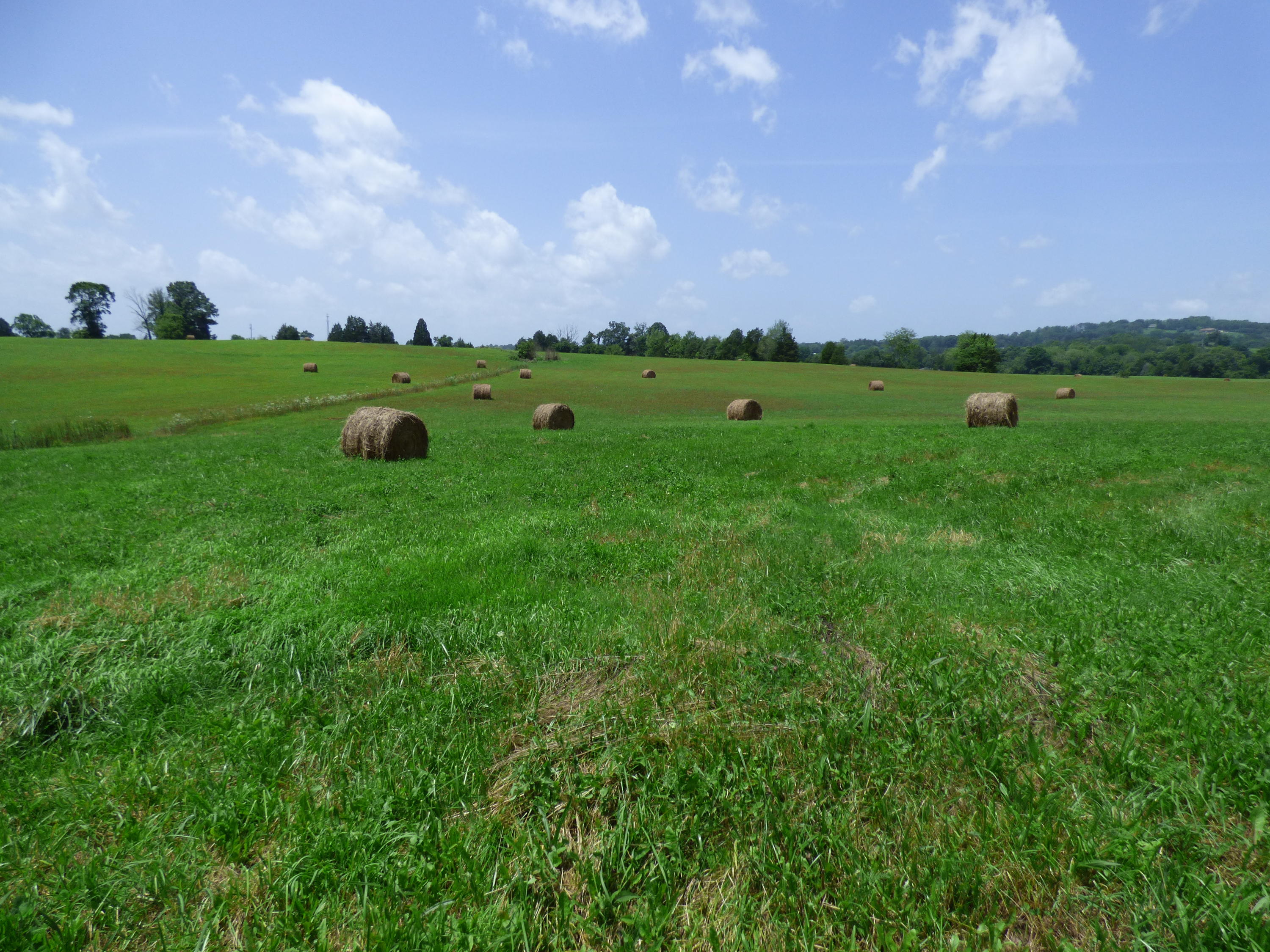 7711 Thompson School Road Corryton, TN 37721 - Photo 3 of 15 P1000416