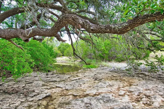 a backyard of a house with a tree