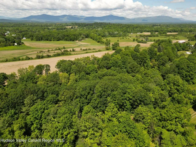 a view of a yard with plants and a large tree