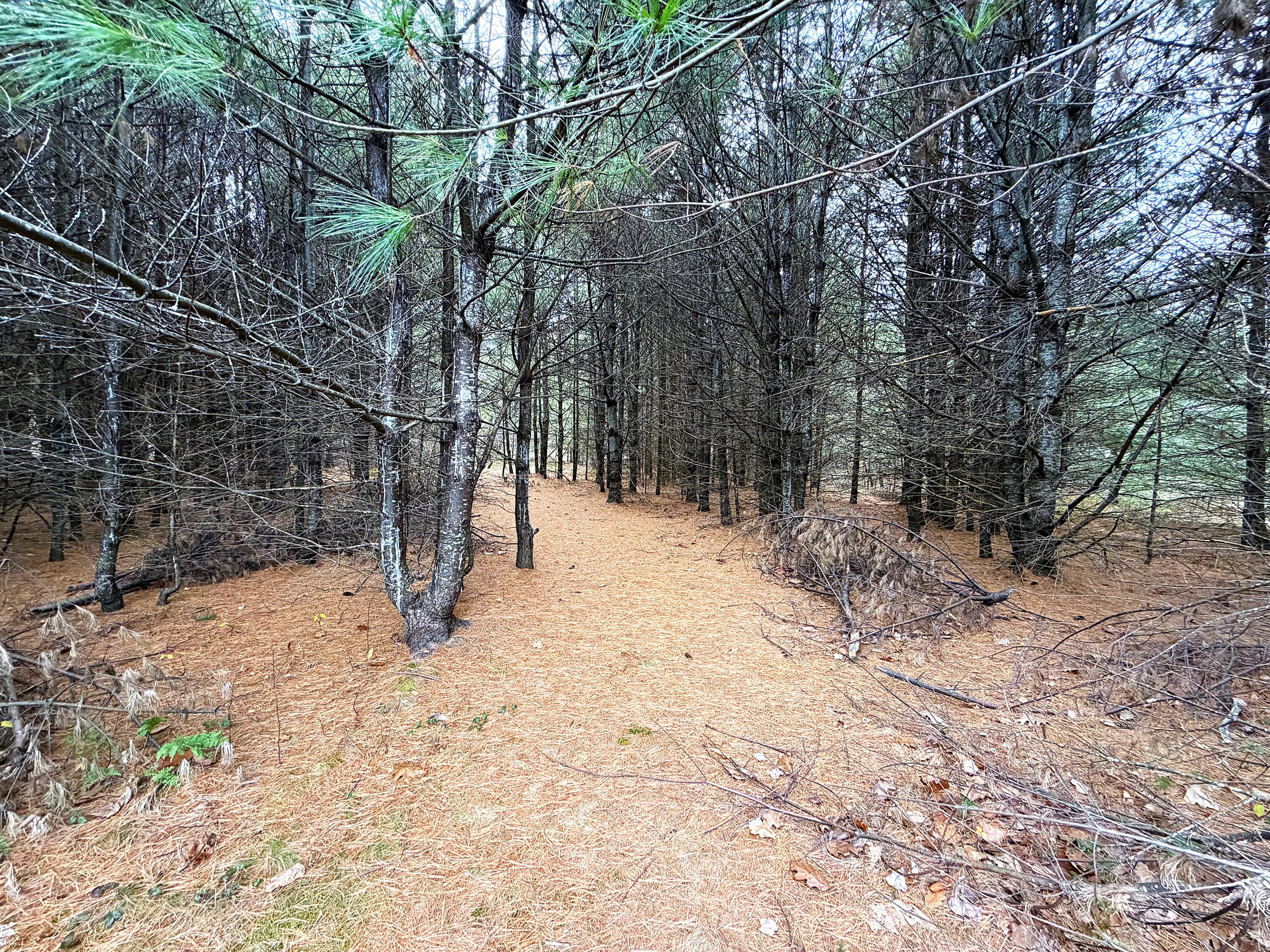 Lot 4 Emery Road Parsonsfield, ME 04047 - Photo 11 of 26 IMG_1276