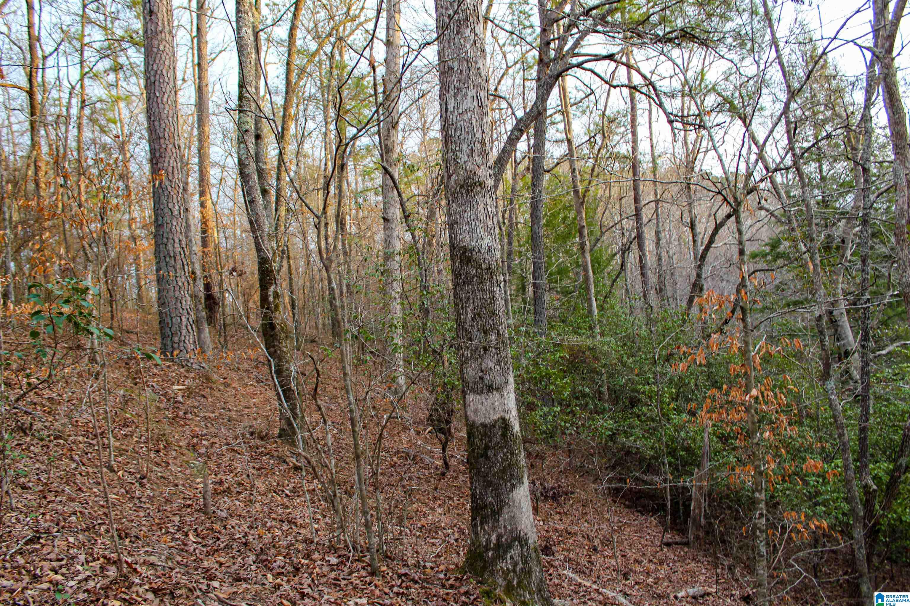 339 County Road Nauvoo, AL 35578 - Photo 5 of 57