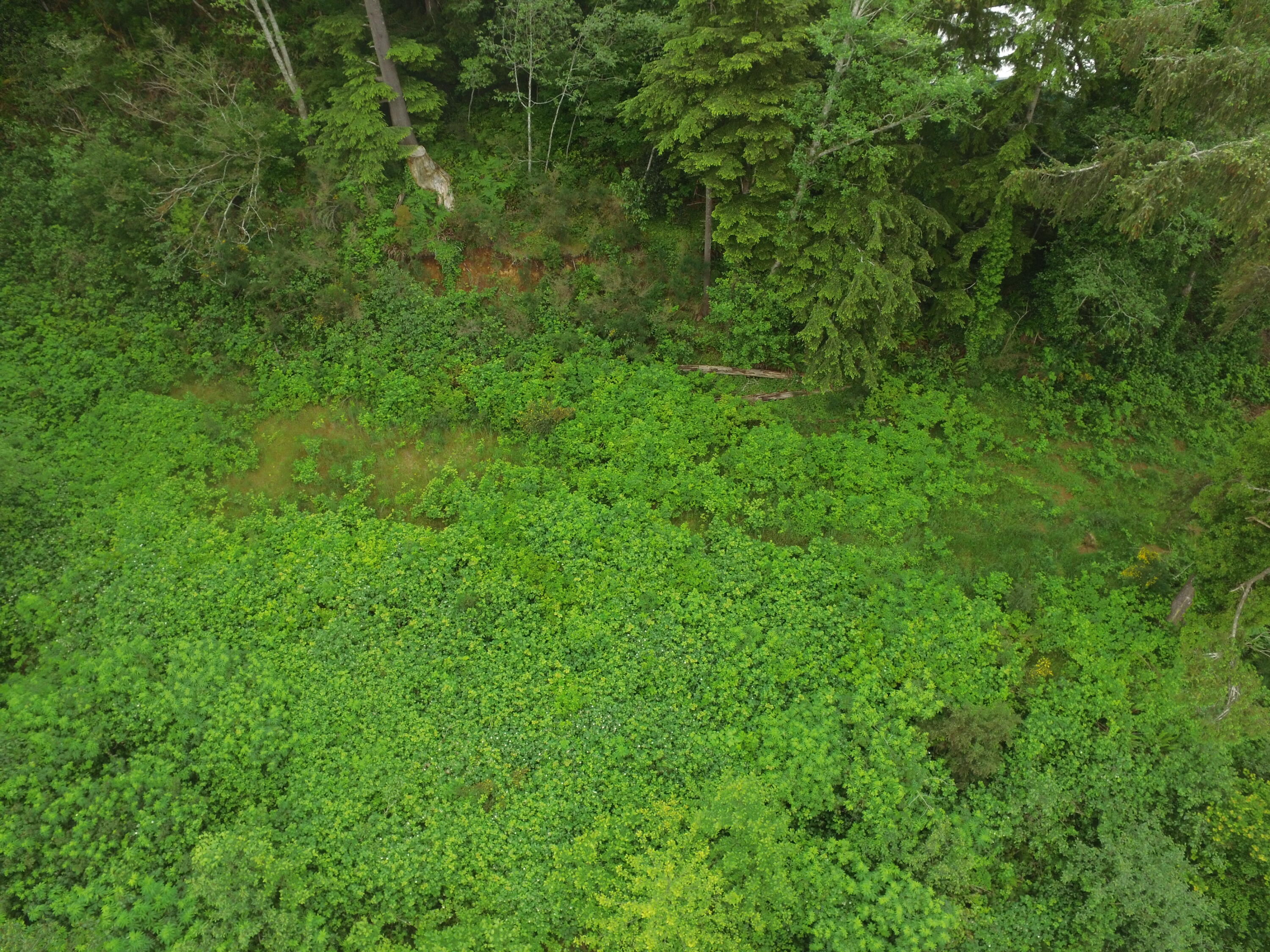 Vl Halverson Lane Garibaldi, OR 97118 - Photo 7 of 19 DJI_0016