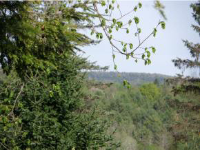 62 Stryker Road Topsham, VT 05086 - Photo 22 of 24 Gallery Image 22