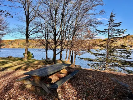 a garden view with tall trees
