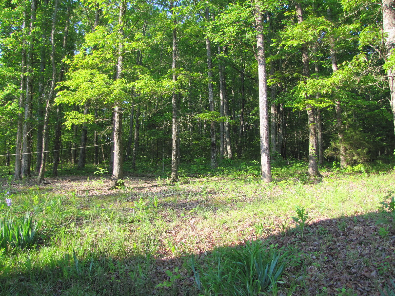619 Hildabrand Road Ocoee, TN 37361 - Photo 12 of 34 IMG_5227