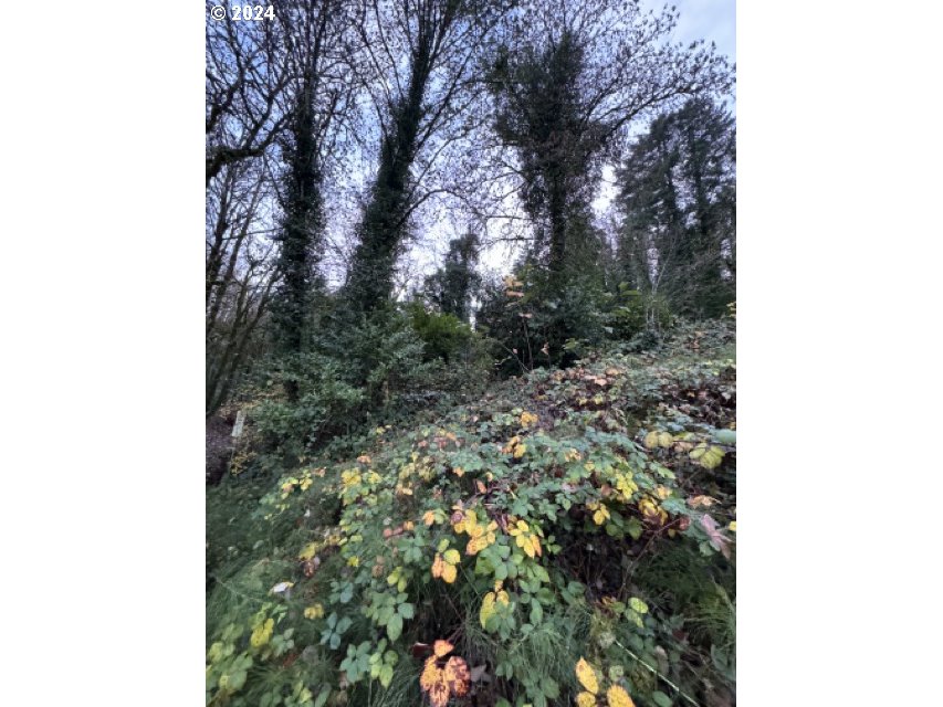 Southwest Barbur Boulevard Portland, OR 97239 - Photo 13 of 13 a view of a forest filled with trees