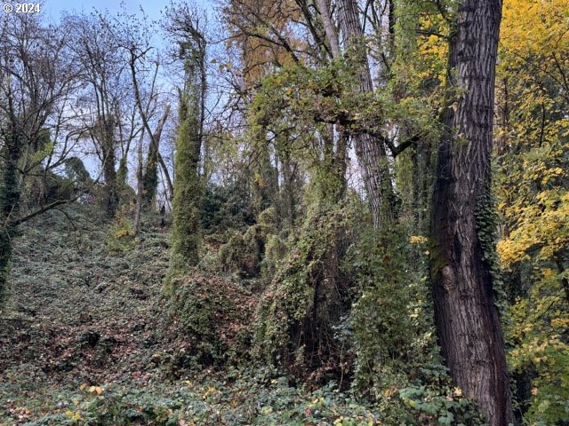 Southwest Barbur Boulevard Portland, OR 97239 - Photo 8 of 13 a view of a forest with lots of trees