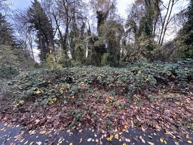 Southwest Barbur Boulevard Portland, OR 97239 - Photo 10 of 13 a view of a forest that has a tree