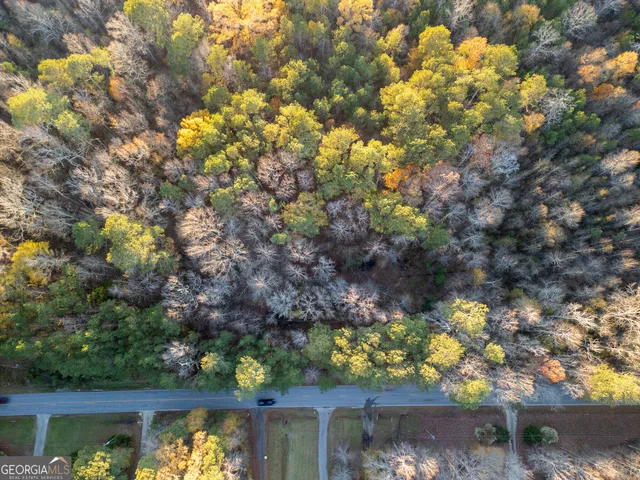 a view of a garden with a tree