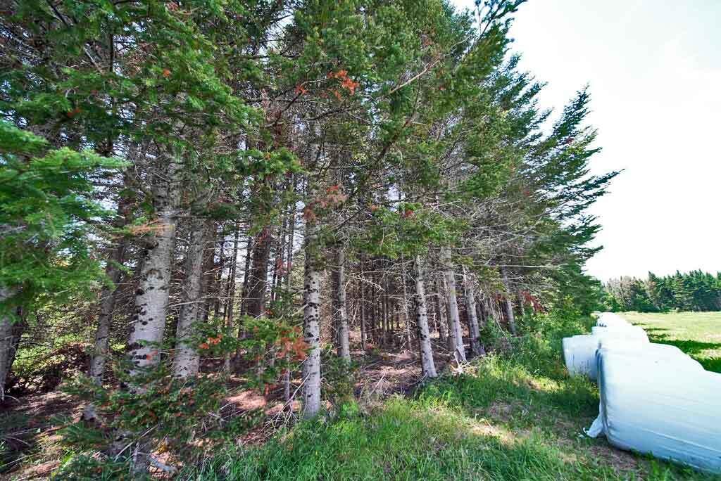 Lot 7 Drews Lake Road Houlton, ME 04730 - Photo 21 of 34 tree-plantation-hay-rolls