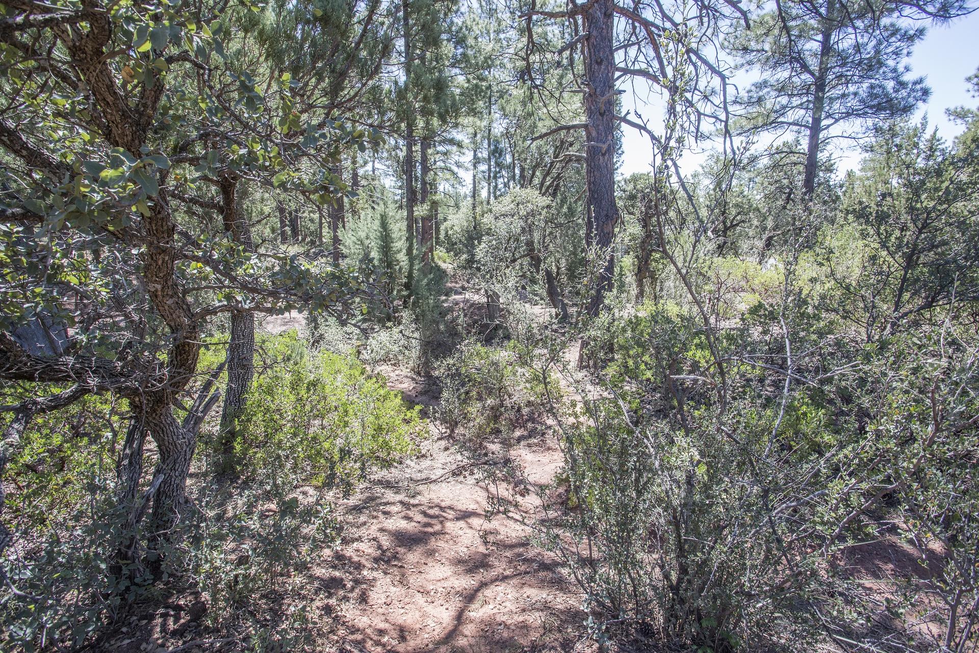 Lot 61 Racoon Ridge Circle Payson, AZ 85541 - Photo 11 of 13