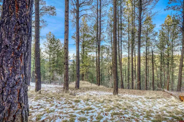a view of a yard with plants and trees